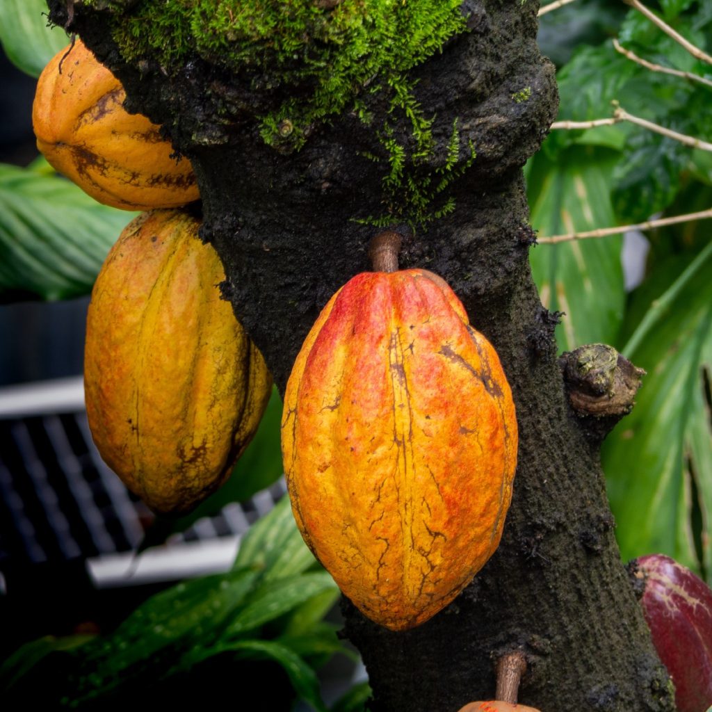 Cacao Fruits On Tree