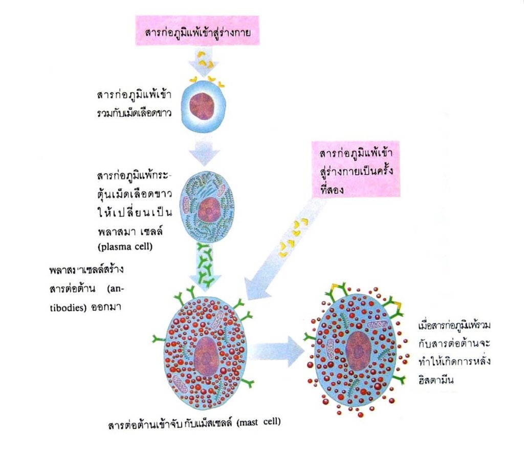 Histamine-knowldge